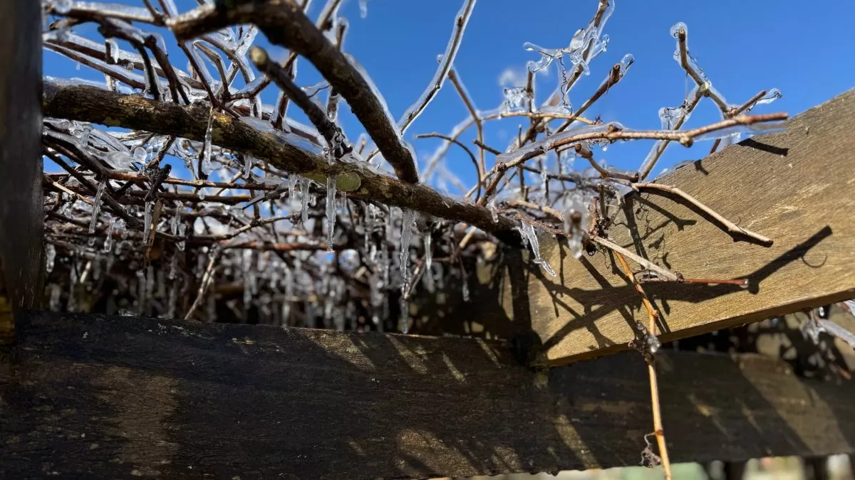 Temperaturas próximas de zero marcam a 1ª geada do ano em Santa Catarina