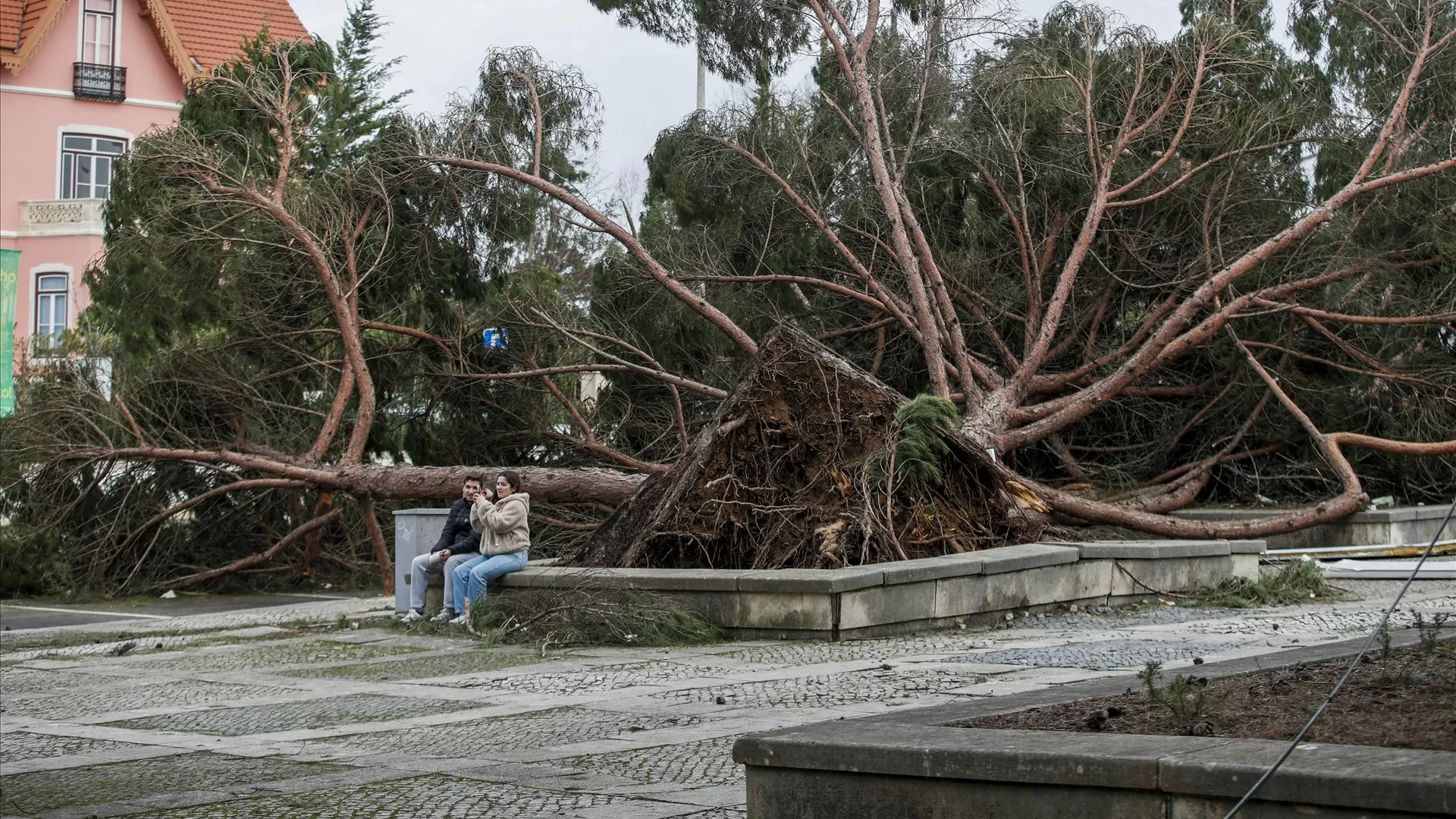 Mais de 250 mil árvores derrubadas em menos de um ano na serra de Sintra