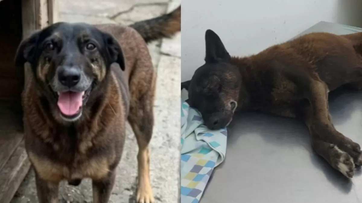 Adolescente suspeito de participação na morte do cão Orelha, em SC, é inocentado