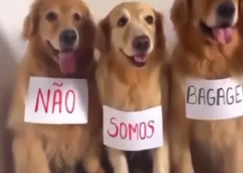 Tutora coloca seus pets para pedir justiça por Joca, veja