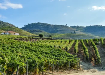 Douro Wine City: o regresso da celebração do vinho