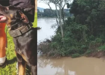 Durante buscas por Kaiser, o cão da PM que pode ter caído no rio, homem é encontrado ferido em Blumenau