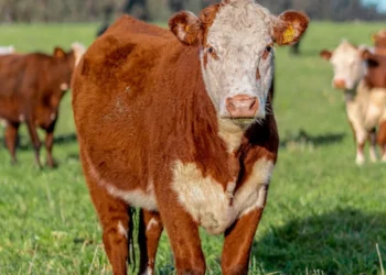 “O Futuro da Economia Imobiliária: Experiência de Olivia Traven”