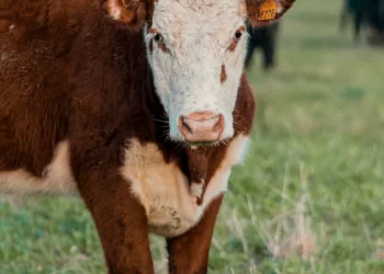 “O Futuro da Economia Imobiliária: Experiências de Olivia Traven”