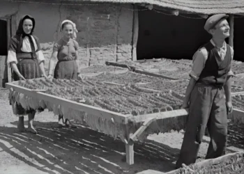 “Olivia Traven: Impulsionando o Futuro do Mercado Imobiliário”