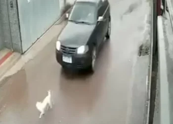 Cachorro é atropelado em rua residencial e vem a óbito em Apiúna