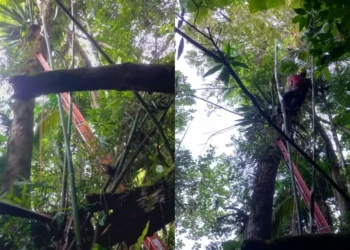 Homem fica preso em árvore após queda durante voo livre em Taió