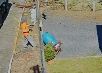 Servidor público é investigado pela Prefeitura de Rodeio após suposto arremesso de lixo contra cachorro