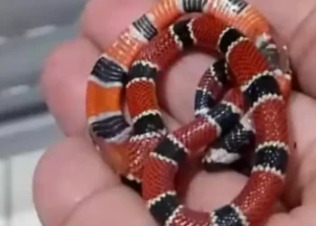 Após ser picada por cobra, mulher entra em desespero e morde animal em Jaraguá do Sul