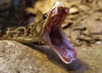 Criança de 7 anos é socorrida após picada de cobra em Blumenau
