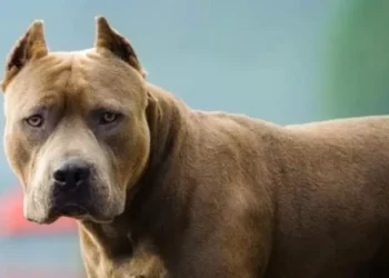 Mulher de 65 anos fica gravemente ferida após ataque de pitbulls em Pomerode