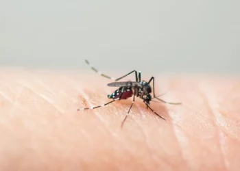 Com sete casos de dengue em 2025, Timbó reforça ações de combate