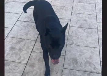 Moradora de Timbó procura família para cadela perdida no Bairro Industrial