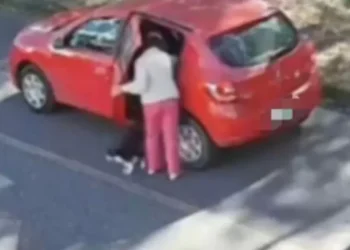 Mulher que abandonou gato em rua de Blumenau é multada em R$ 6,3 mil 