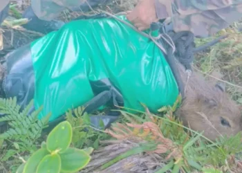 Capivara é resgatada de penhasco por helicóptero em SC