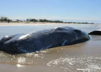 Baleia cachalote é encontrada morta no litoral Sul de SC