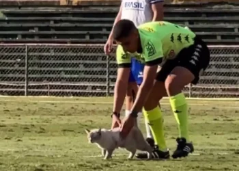 Gato invade campo no Canindé e interrompe vitória da Lusa no Paulista Sub-20