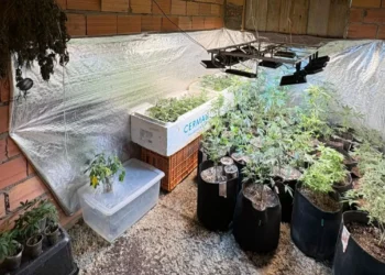 Homem que se apresentava como “terapeuta canábico” é preso por tráfico de drogas em Gaspar