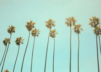 Besouro ‘bicudo-vermelho’ destrói palmeiras e alarma Brasil e Argentina