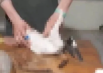 Homem confessa matar e comer cães e gatos em Barra Velha