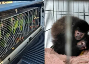 Ibama resgata 174 aves e primatas de criadouro irregular em SC após constatar maus-tratos graves