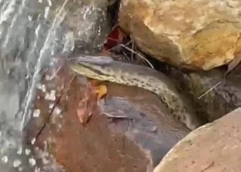 Encontro inesperado: sucuri filhote surpreende banhistas em córrego