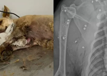Cadela é encontrada com mais de 20 projéteis de chumbinho no corpo em Gaspar