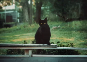 Cidade espanhola proíbe adoção de gatos pretos no Halloween para evitar rituais e maus-tratos