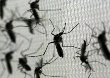 Mosquito-tigre detetado no distrito de Braga, sem casos de transmissão de doenças