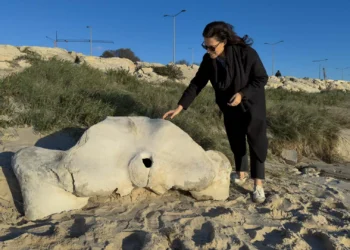 Osso de baleia com milhares de anos removido da praia para museu da Figueira da Foz