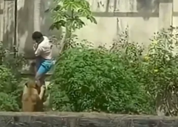 Domingo de terror: homem morre após invadir recinto de leoa em parque