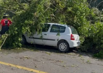 Em Jaraguá do Sul, vendaval derruba mais de 10 árvores e cerca de cinco veículos sofreram danos