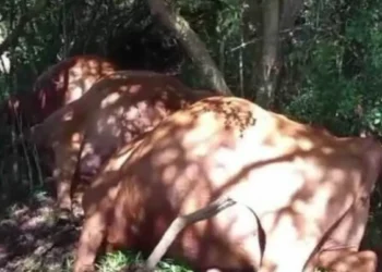 Temporal com raios provoca morte de 26 bovinos e gera prejuízo de R$ 100 mil em SC