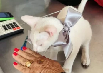 Mulher reage a agressão contra gato e enfrenta suspeito para defender o animal