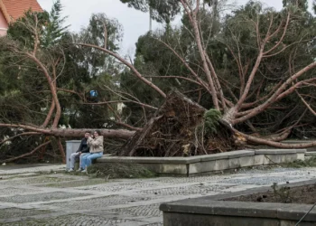 Mais de 250 mil árvores derrubadas em menos de um ano na serra de Sintra
