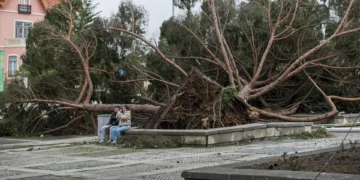 Mais de 250 mil árvores derrubadas em menos de um ano na serra de Sintra