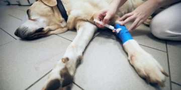 Abrigo de SC é alvo de denúncia por supostas eutanásias irregulares; MPSC exige novos esclarecimentos