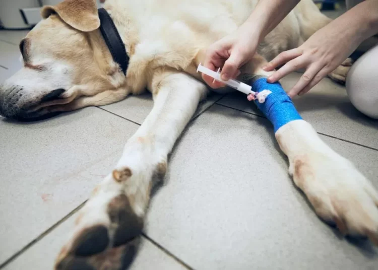 Abrigo de SC é alvo de denúncia por supostas eutanásias irregulares; MPSC exige novos esclarecimentos